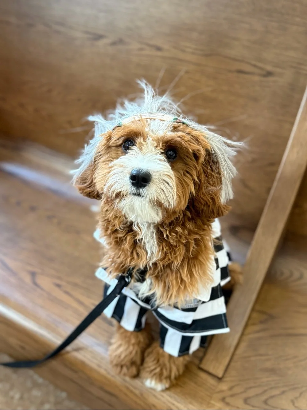 Beetlejuice: Beetlejuice Pet Costume for For Dogs or Cats by Rubies, Medium